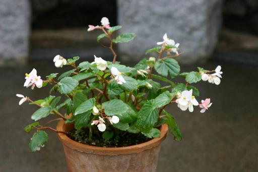 B. ‘Carpet Light Pink’